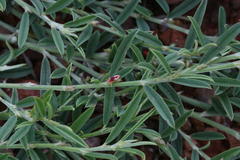 Indigofera linifolia